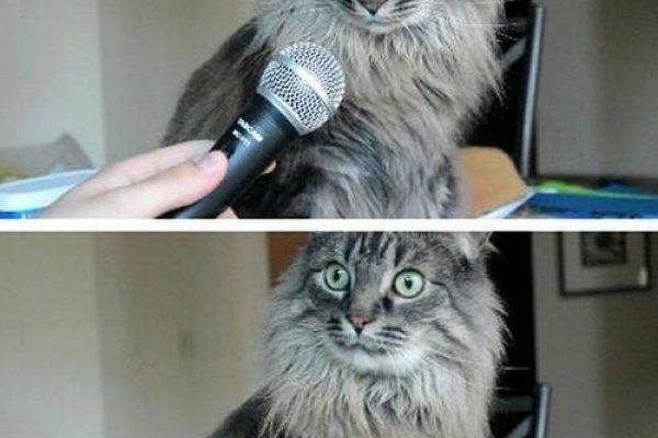 Кракен это современный даркнет маркет плейс