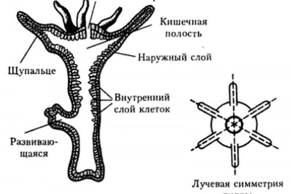 Зеркало тор браузера